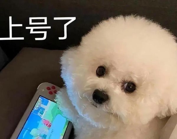 民银证券 60后爱田园犬，90后迷柴犬，你家狗狗合拍吗？