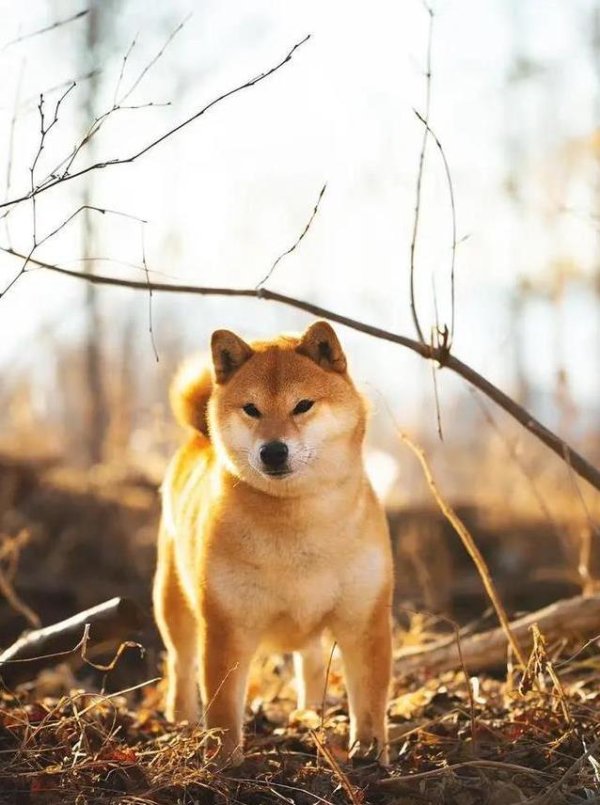 通达配资 12岁柴犬活力爆棚，主人简单三招，轻松延长狗狗寿命