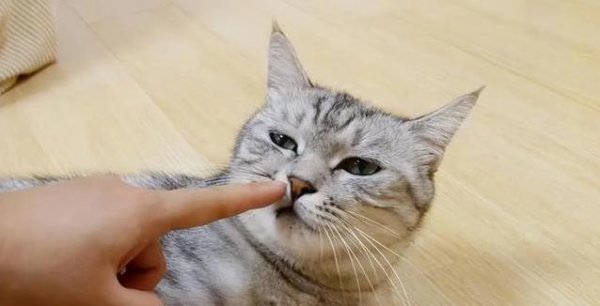 股巢网 猫咪抓坏沙发你吼它？3种教训白费劲，它还更怕你！