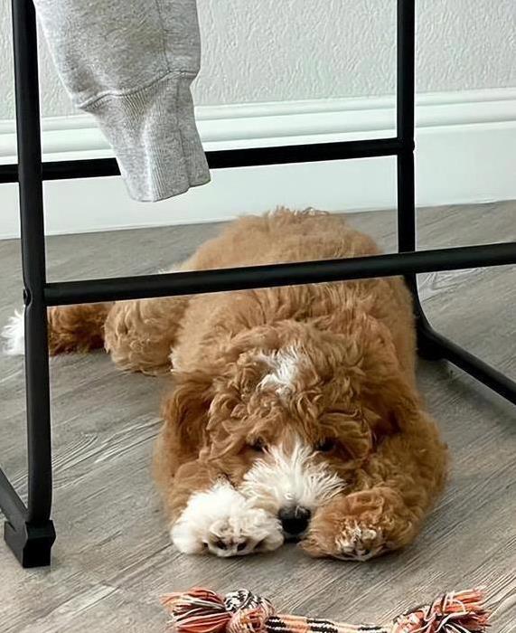 北京科汇配资 狗狗不睡狗窝偏爱地板，沙发被它霸占，你家鞋子也成床？